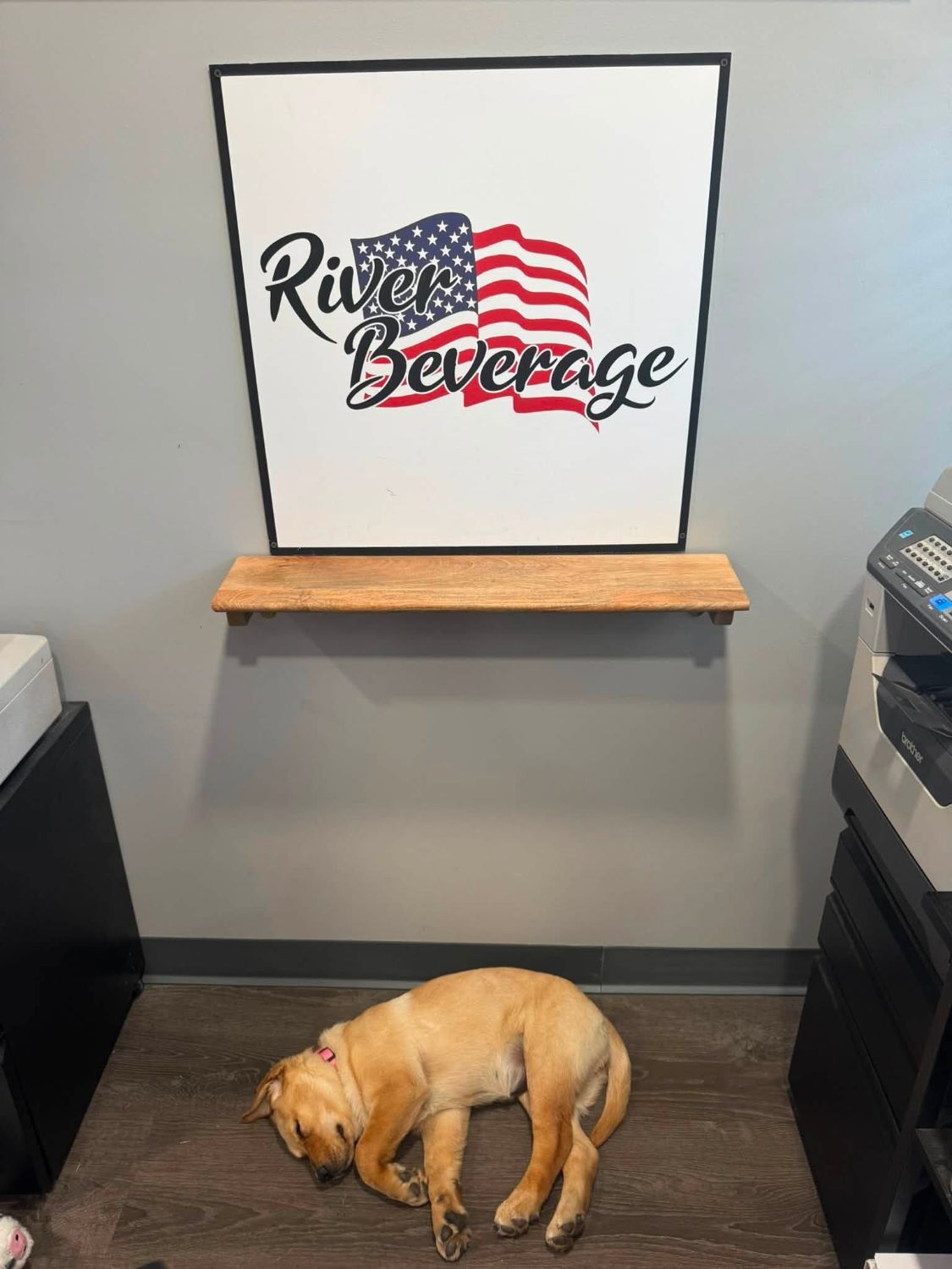 A yellow lab puppy asleep under the River Beverage sign inside the shop